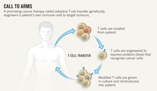 T-cell engineering proces(2)