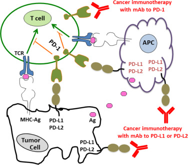 Avelumab(2)