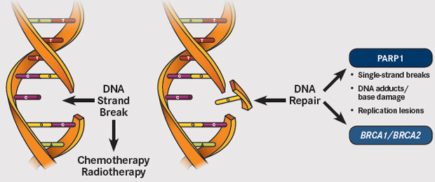 parp-inhibition-apoptosis