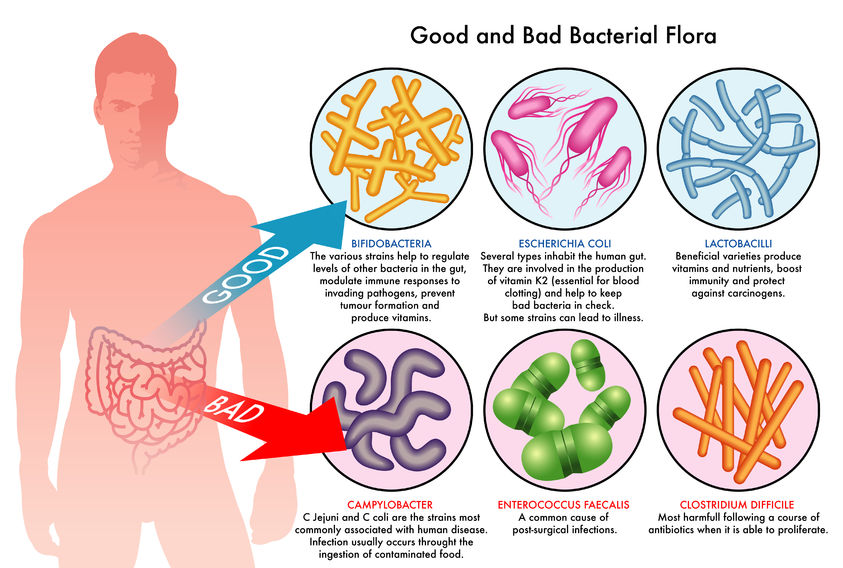 probiotics-diagram